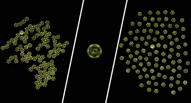 Courtesy: Max Planck Institute