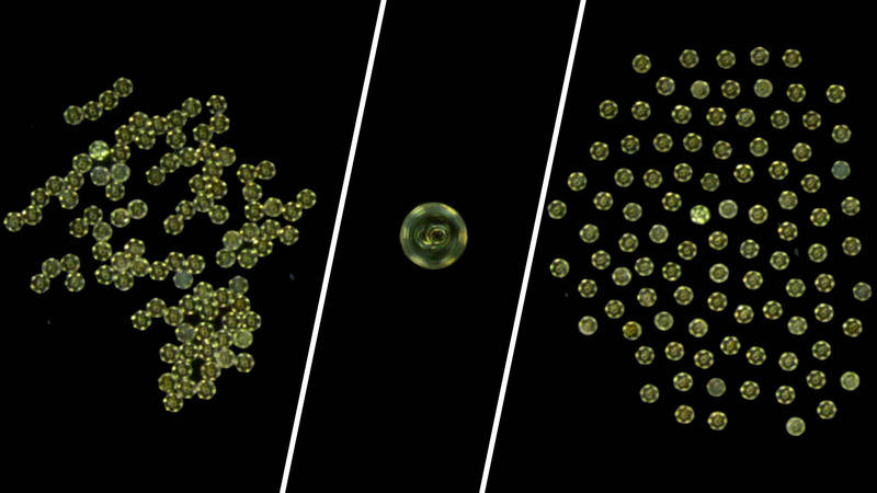 Researchers at the Max Planck Institute for Intelligent Systems (MPI-IS), Cornell University and Shanghai Jiao Tong University have developed collectives of microrobots which can move in any desired formation. The miniature particles are capable of reconfiguring their swarm behavior quickly and robustly. Courtesy: Max Planck Institute