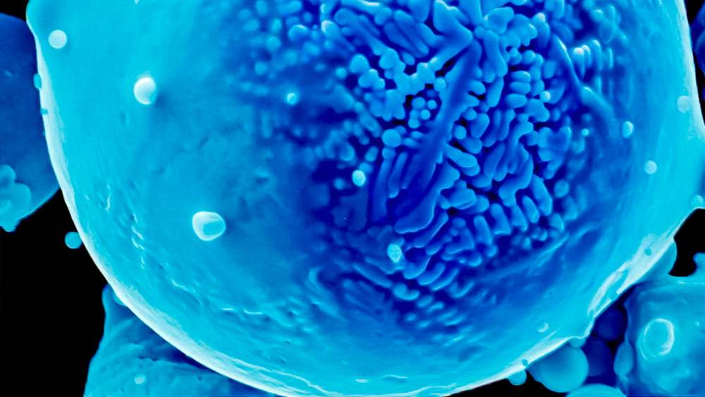 New method developed by Texas A&M researchers optimizes alloy properties and process parameters to create superior 3D-printed metal parts. Shown here is a colorized electron micrograph of a nickel powder alloy used in the study. Courtesy: Raiyan Seede, Texas A&M University