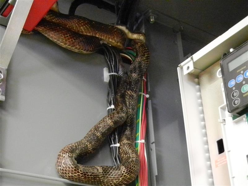 Figure 3: An example of a natural hazard where a snake was hiding in an electrical enclosure. Courtesy: CDM Smith